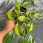 Philodendron hederaceum 'Brasil'