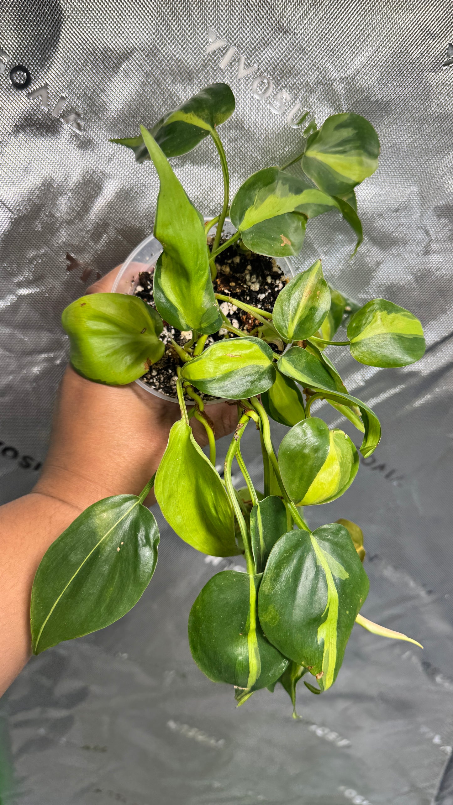 Philodendron hederaceum 'Brasil'