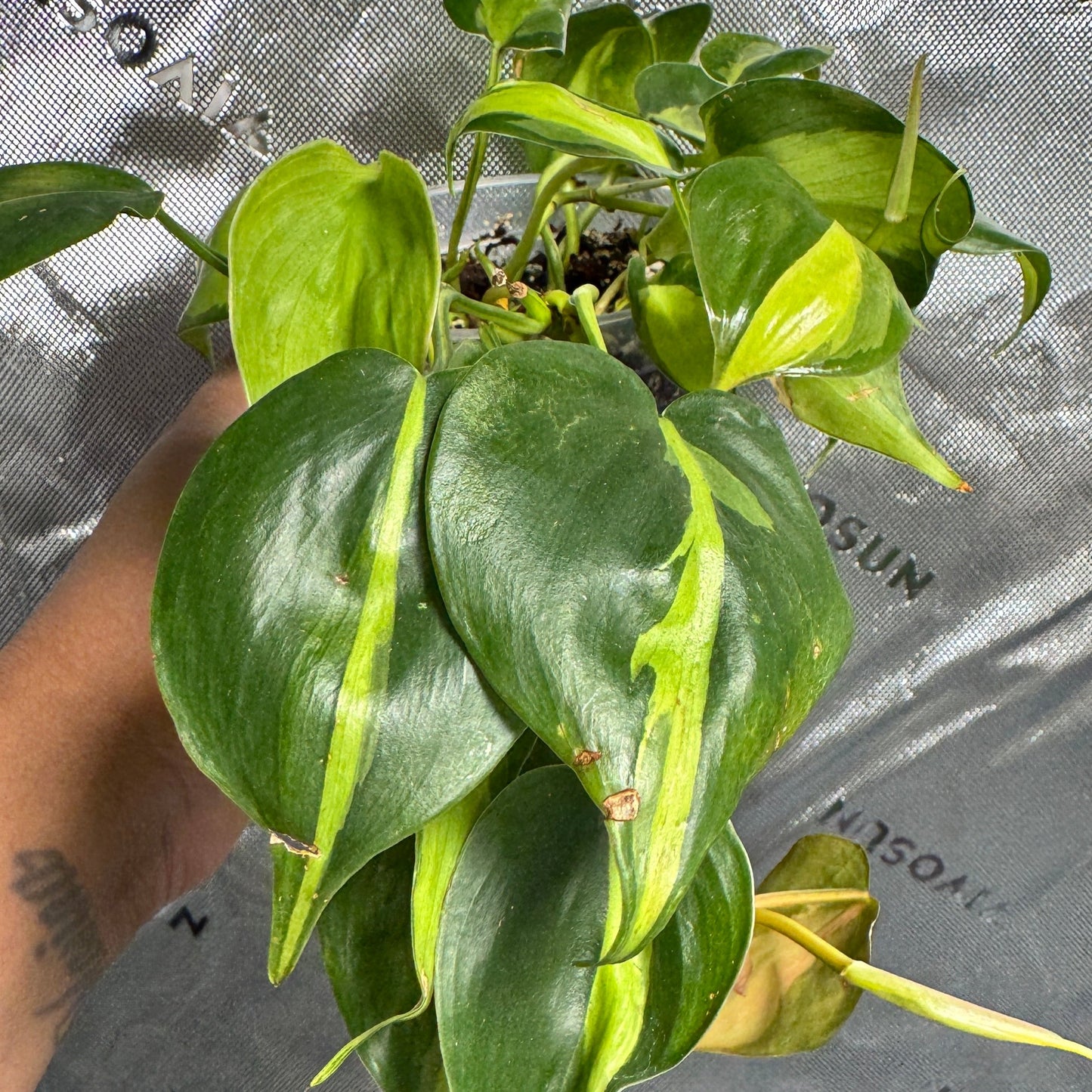 Philodendron hederaceum 'Brasil'