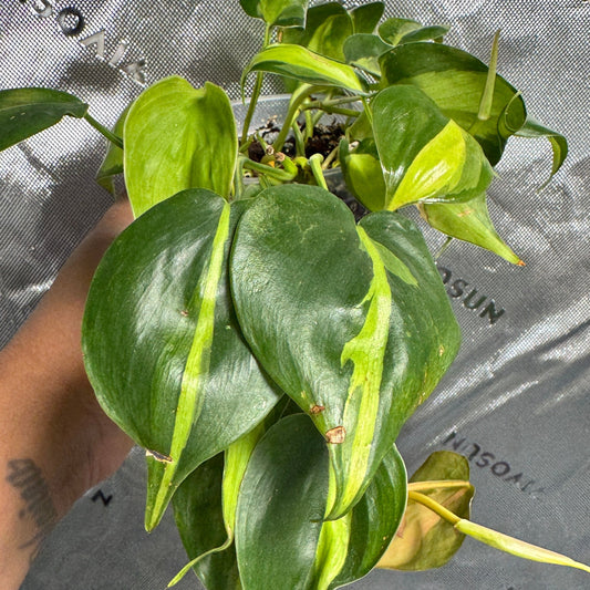 Philodendron hederaceum 'Brasil'