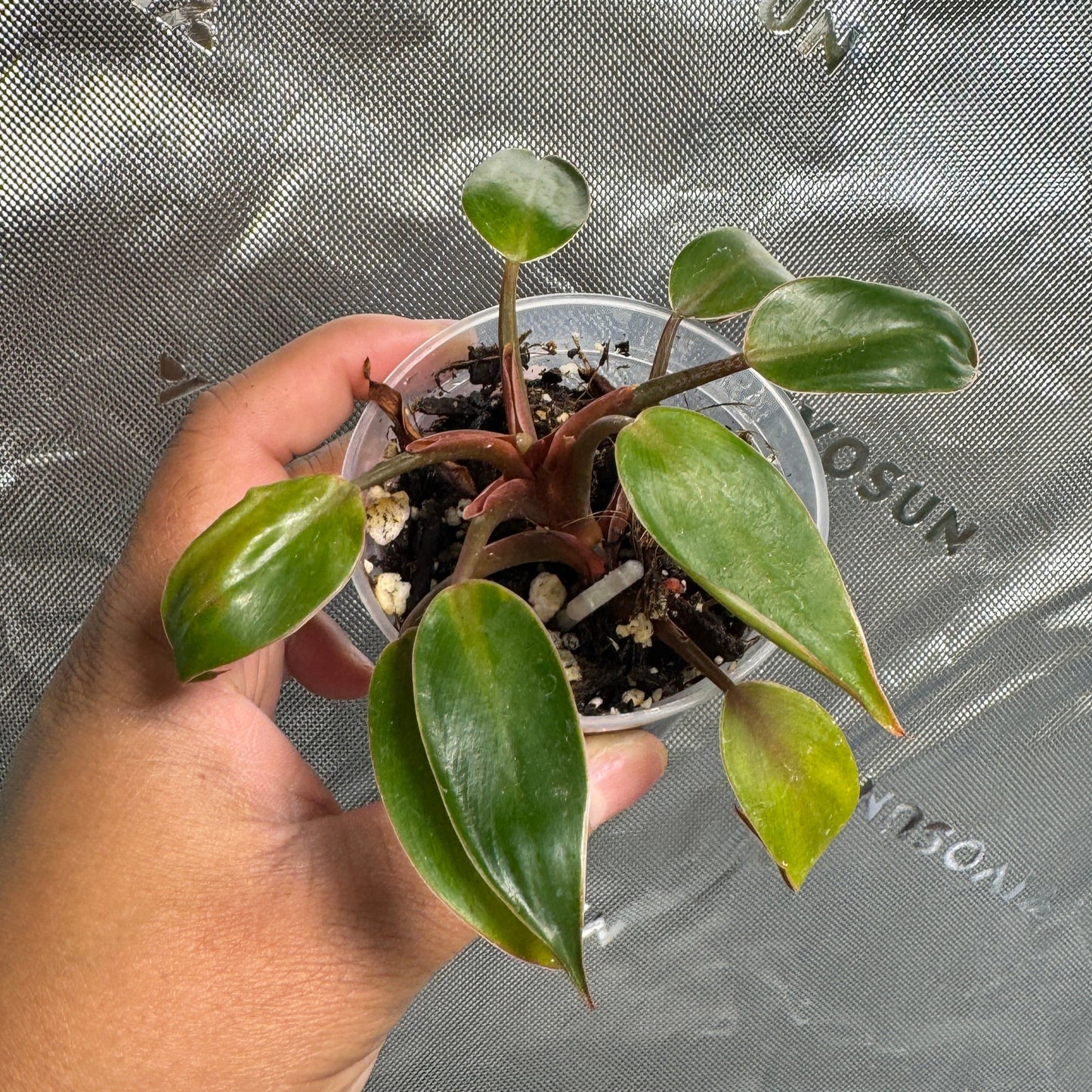 Philodendron 'Red Sun'