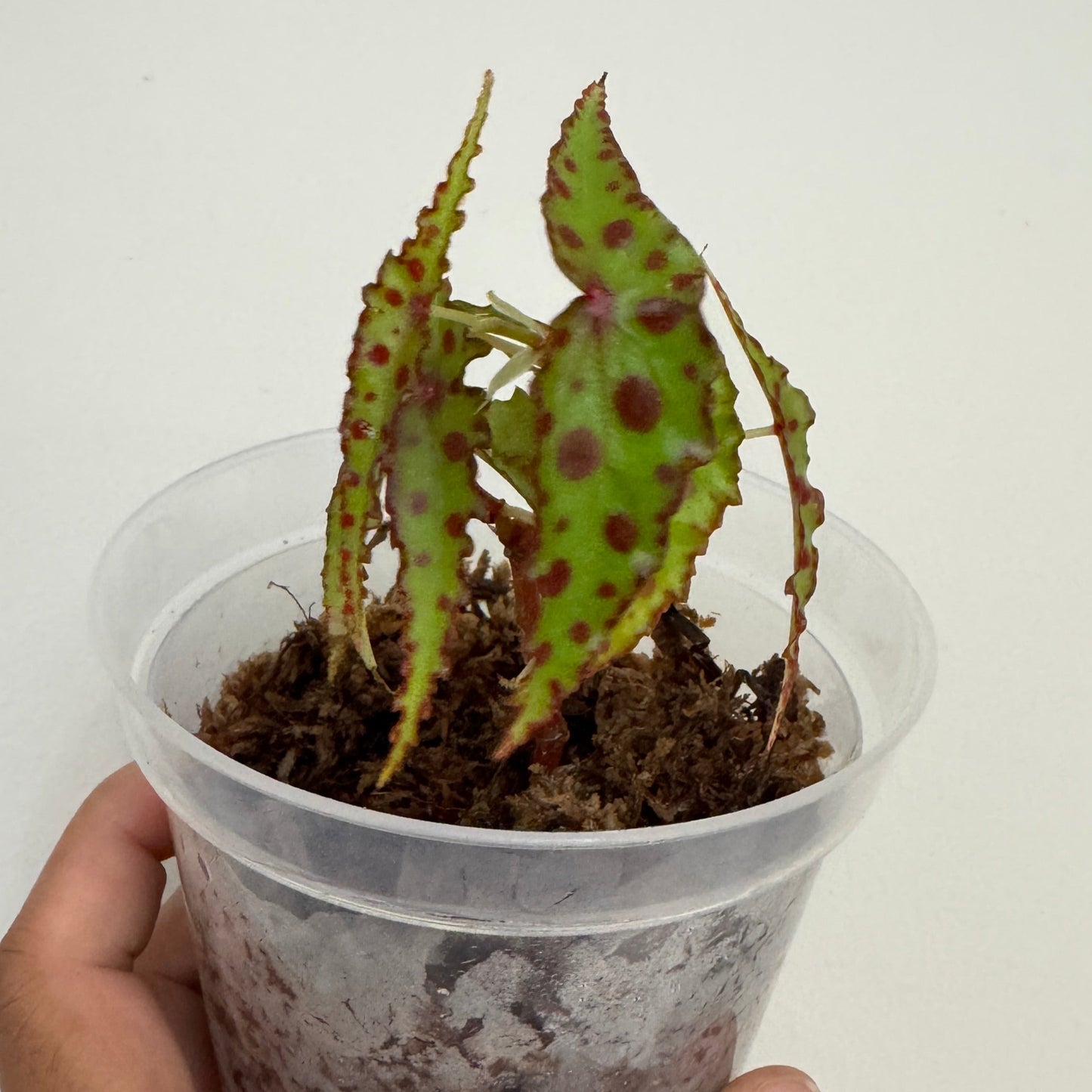 Begonia amphioxus