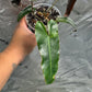 Philodendron 'Black Billie'