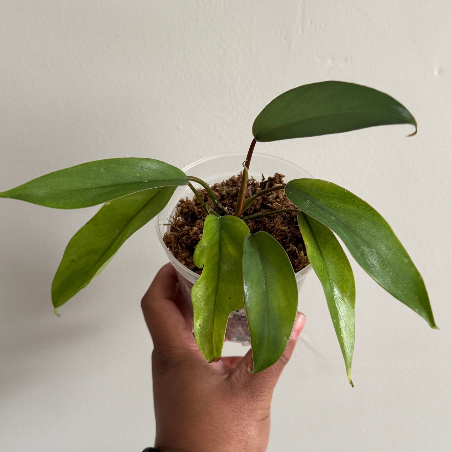 Mystery Philodendron