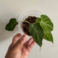 Philodendron Verrucosum