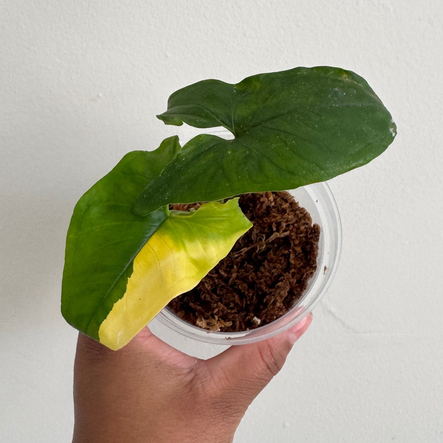 Syngonium podophyllum 'Aurea'