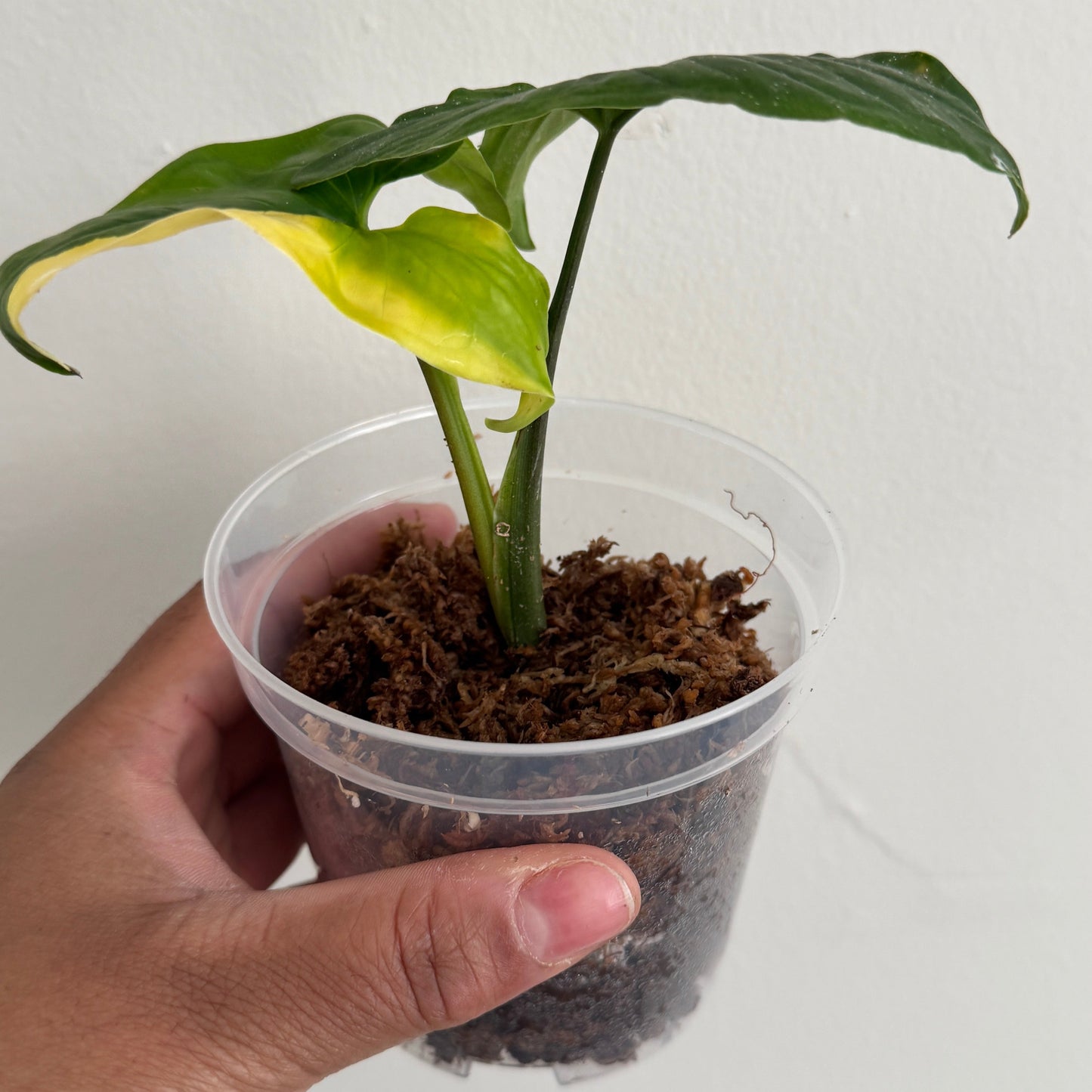 Syngonium podophyllum 'Aurea'