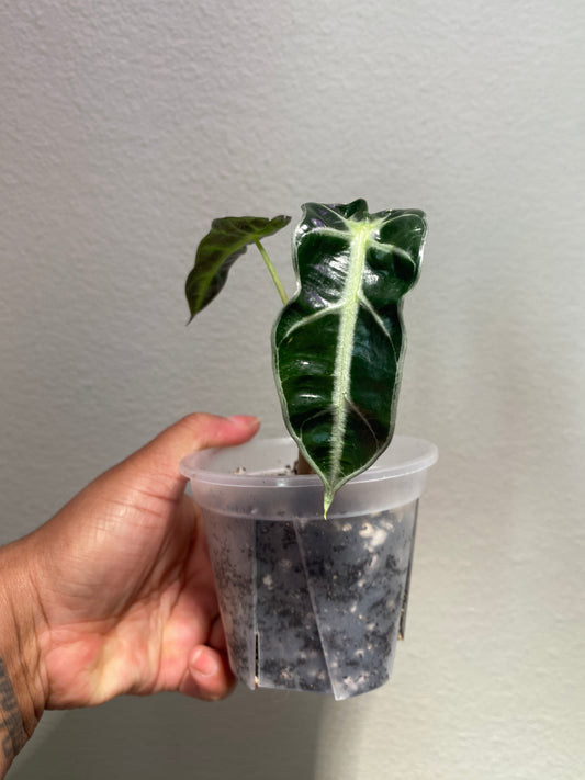 Alocasia amazonica 'Bambino' - B