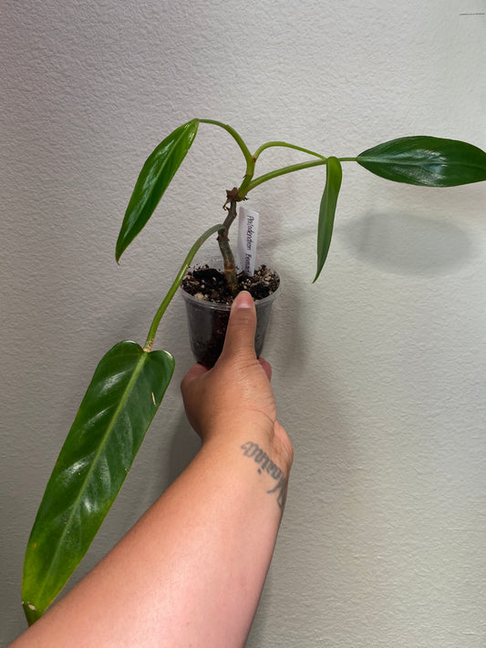 Philodendron Bernardopazii