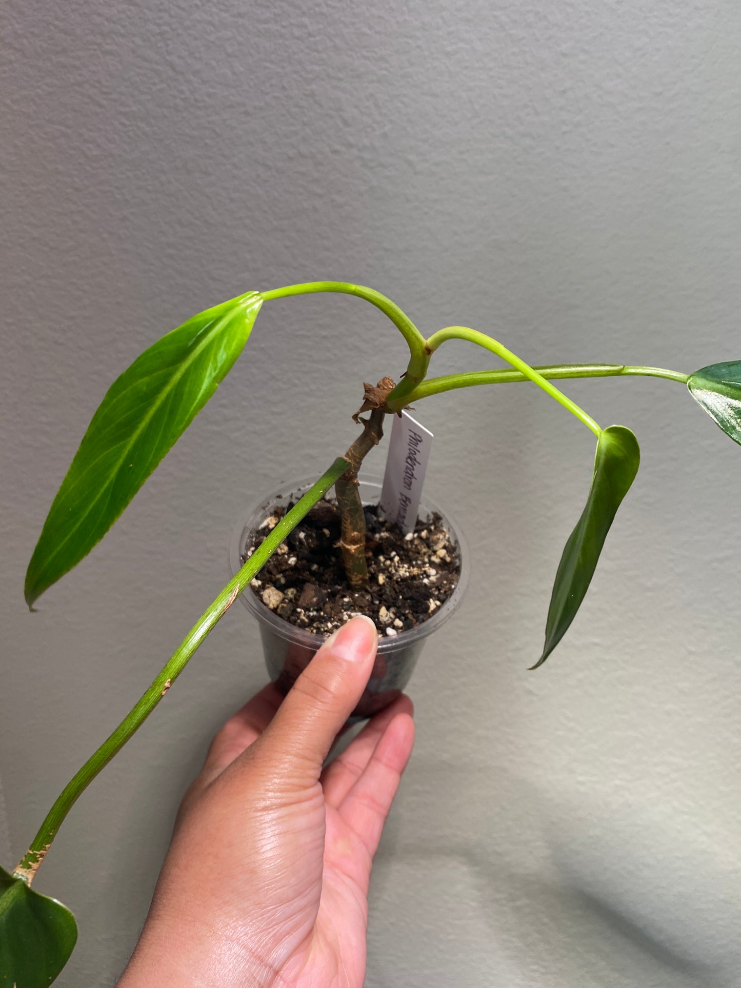 Philodendron Bernardopazii