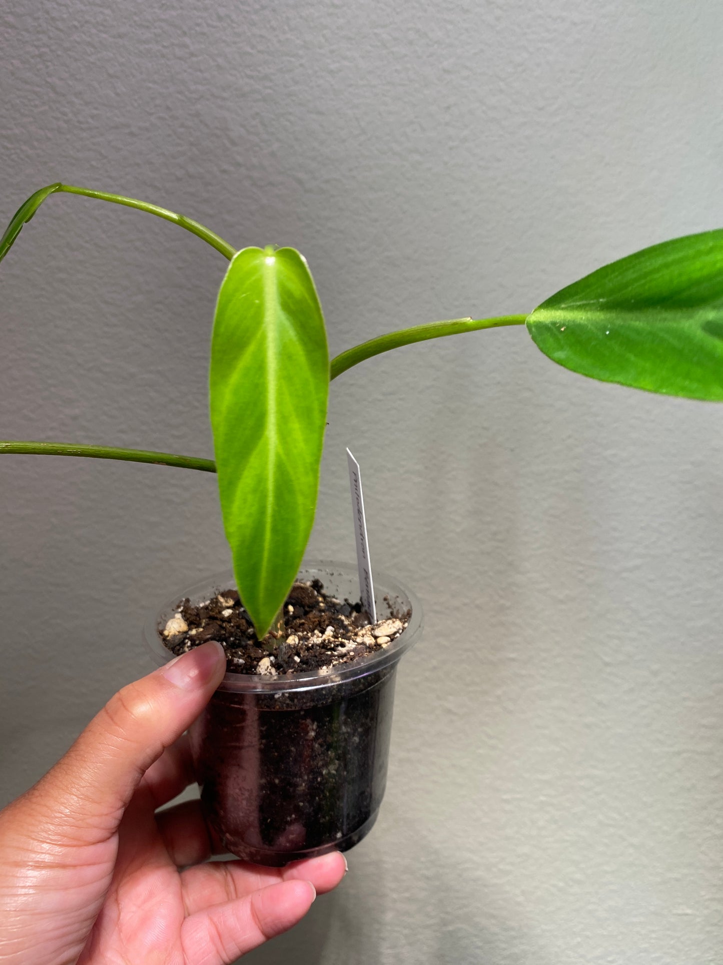 Philodendron Bernardopazii