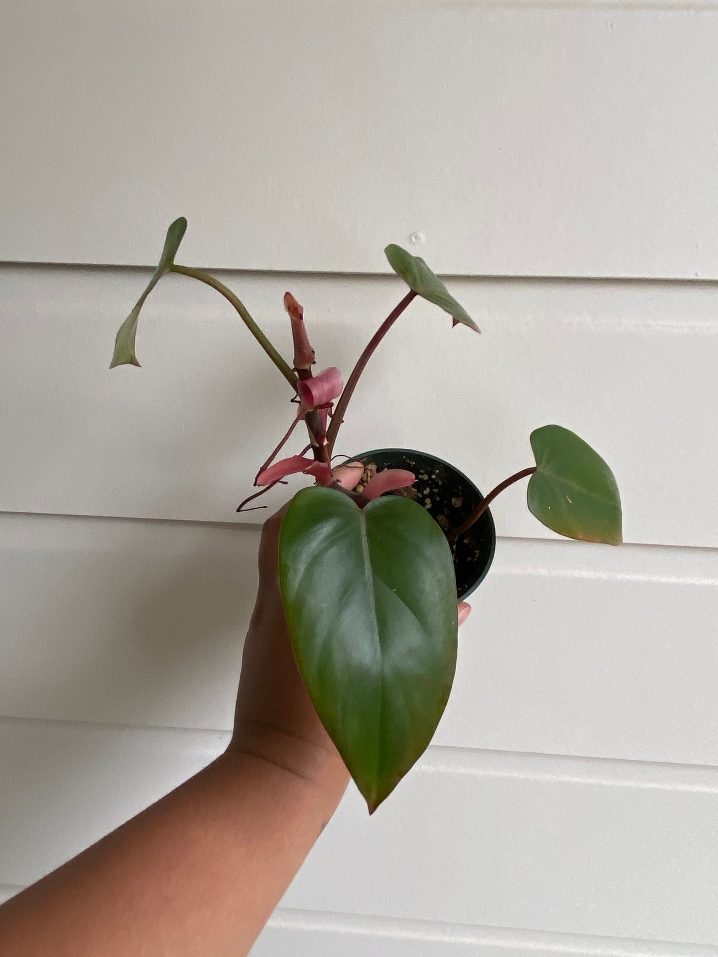 Philodendron erubescens 'Red Emerald' - D