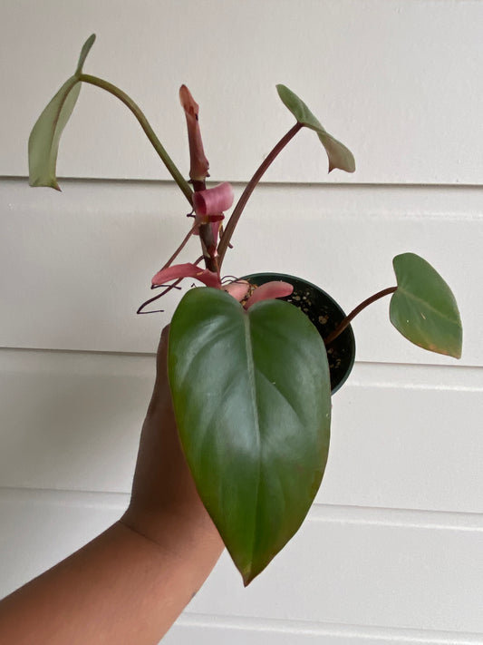 Philodendron erubescens 'Red Emerald' - D