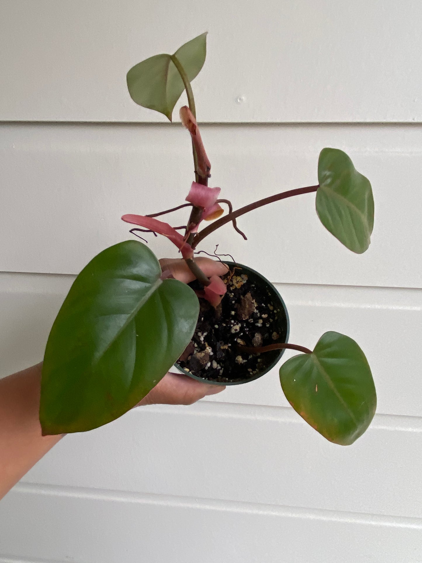 Philodendron erubescens 'Red Emerald' - D