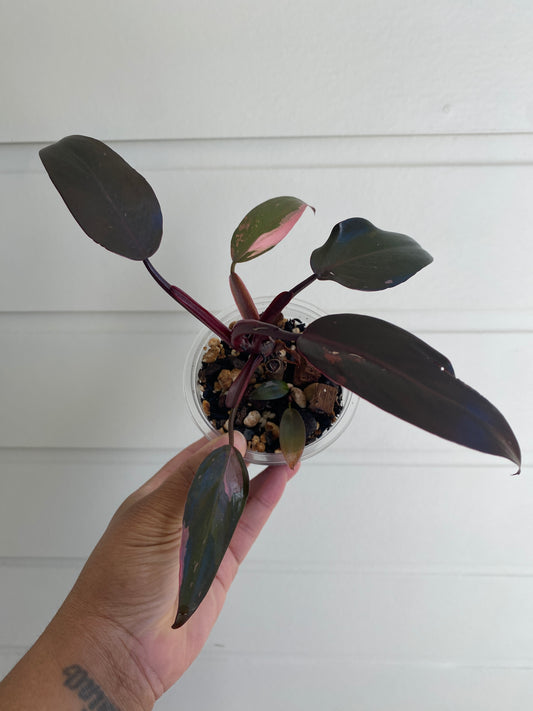 Philodendron erubescens 'Pink Princess Dark Cherry' - B