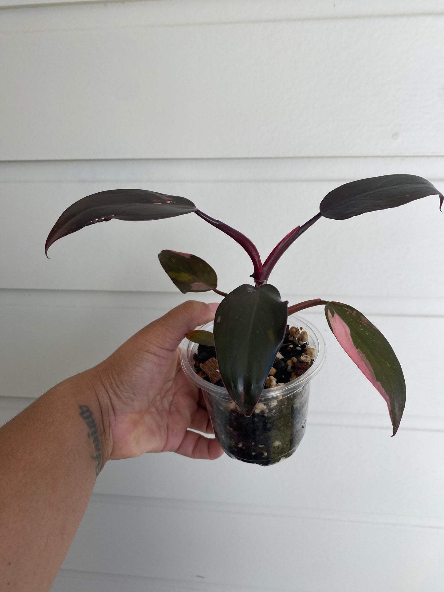 Philodendron erubescens 'Pink Princess Dark Cherry' - B