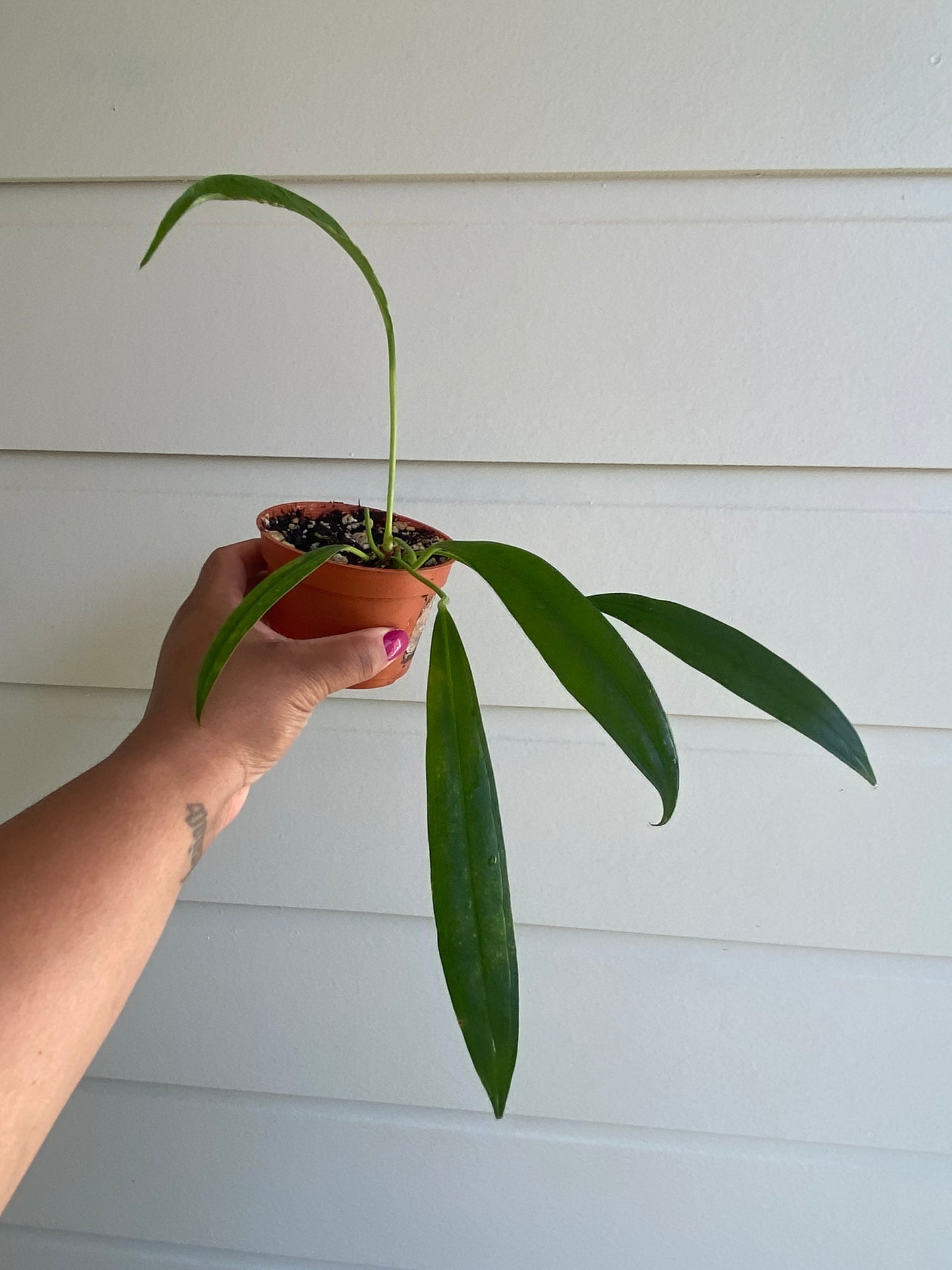 Anthurium Bakeri - B