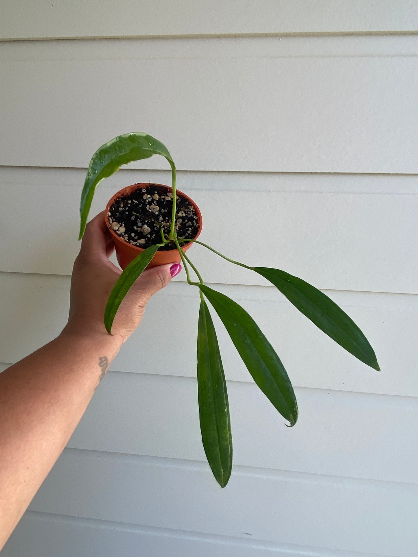 Anthurium Bakeri - B