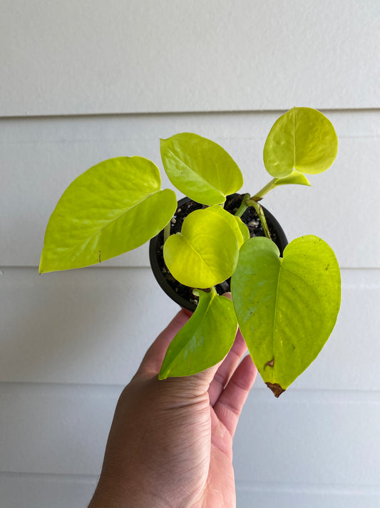 Epipremnum aureum 'Neon' - A