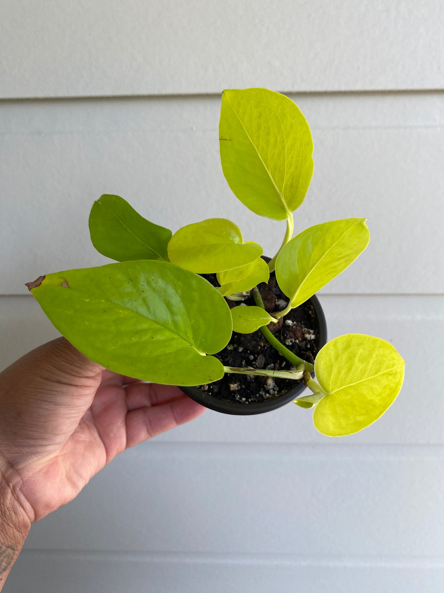 Epipremnum aureum 'Neon' - A