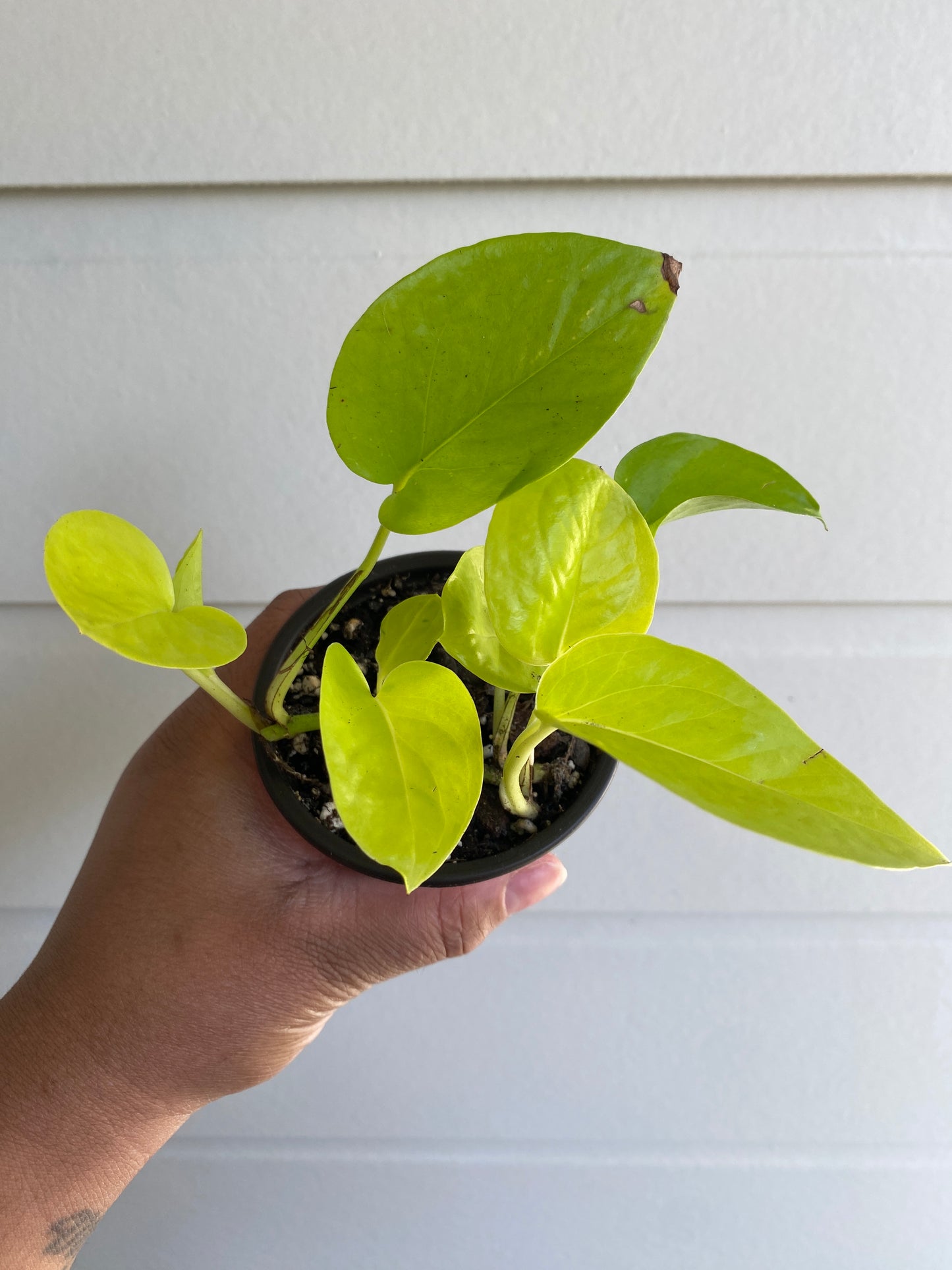 Epipremnum aureum 'Neon' - A