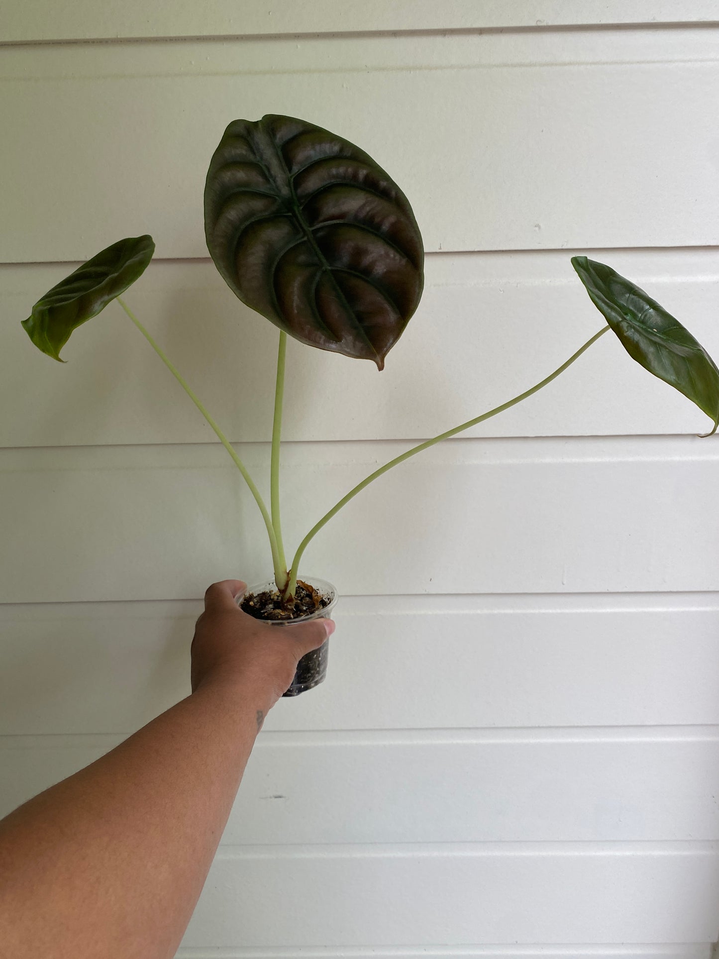 Alocasia Cuprea 'Red Secret'