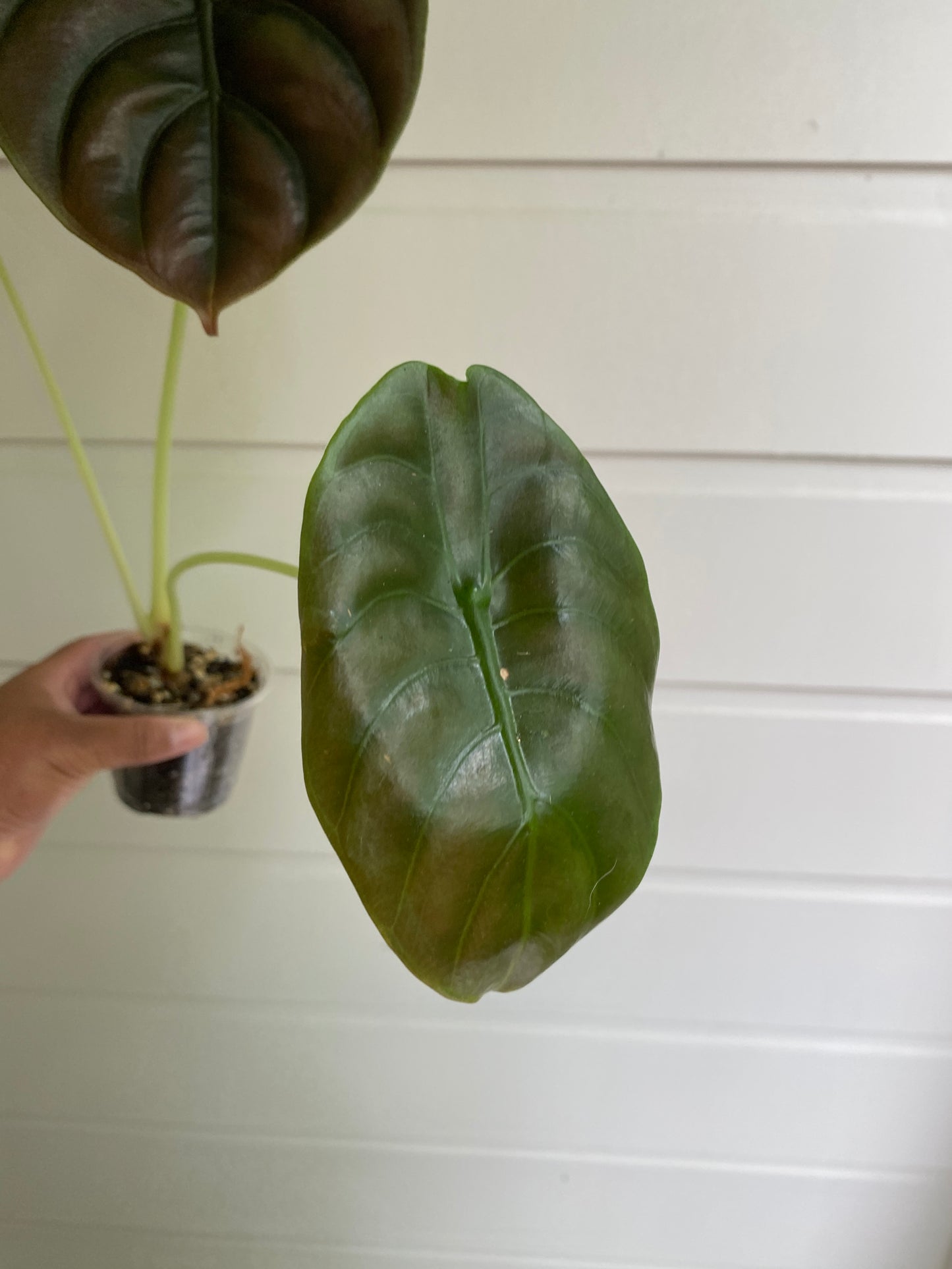 Alocasia Cuprea 'Red Secret'