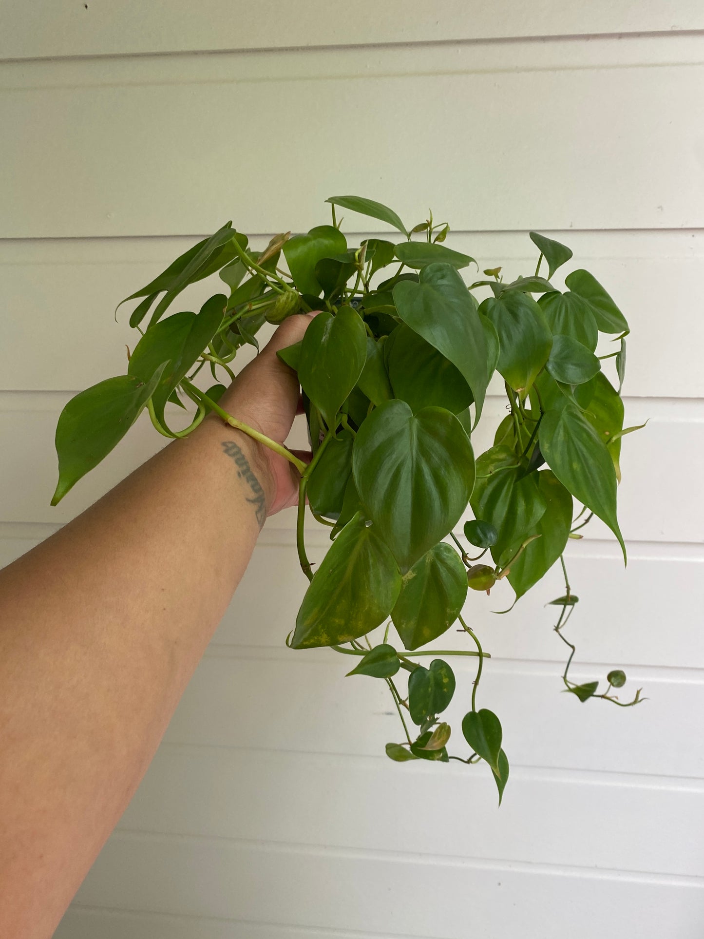 Philodendron hederaceum 'Heart Leaf'