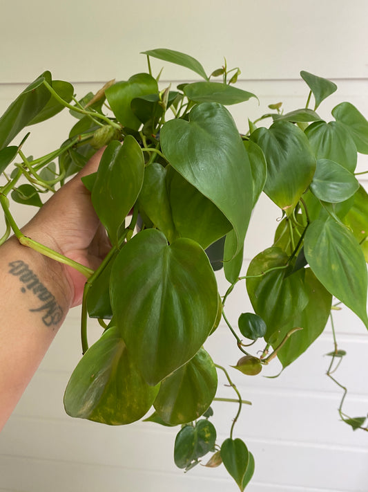 Philodendron hederaceum 'Heart Leaf'