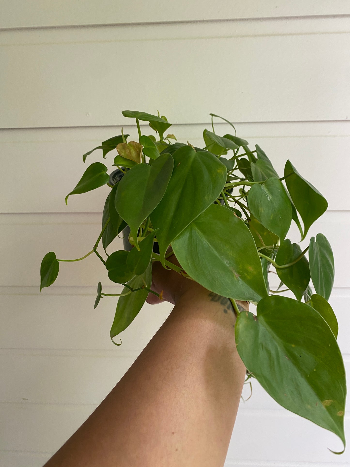 Philodendron hederaceum 'Heart Leaf'