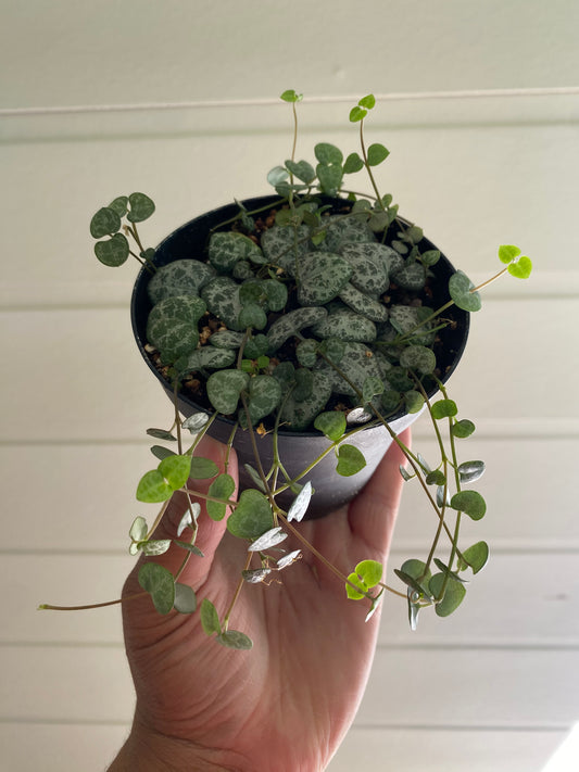 Ceropegia woodii 'String of Hearts'