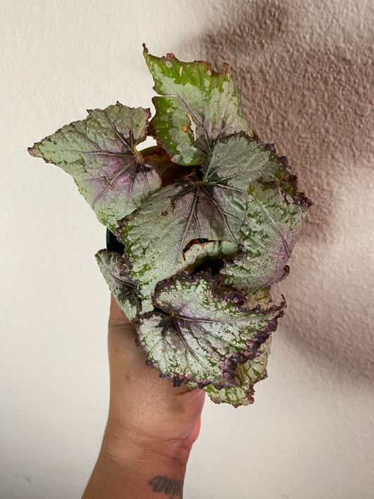 Begonia rex