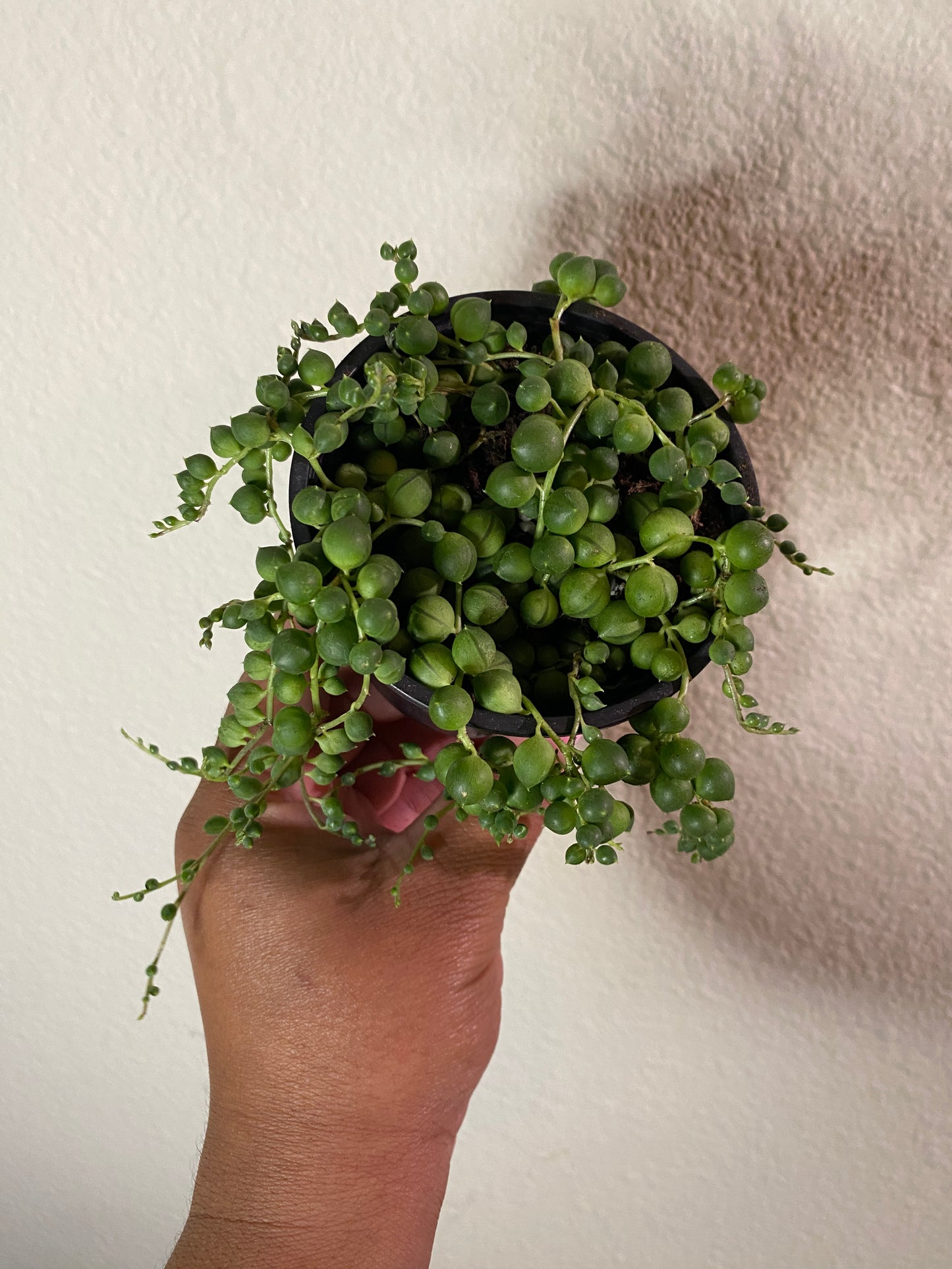 Senecio rowleyanus 'String of Pearls'