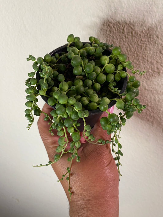 Senecio rowleyanus 'String of Pearls'