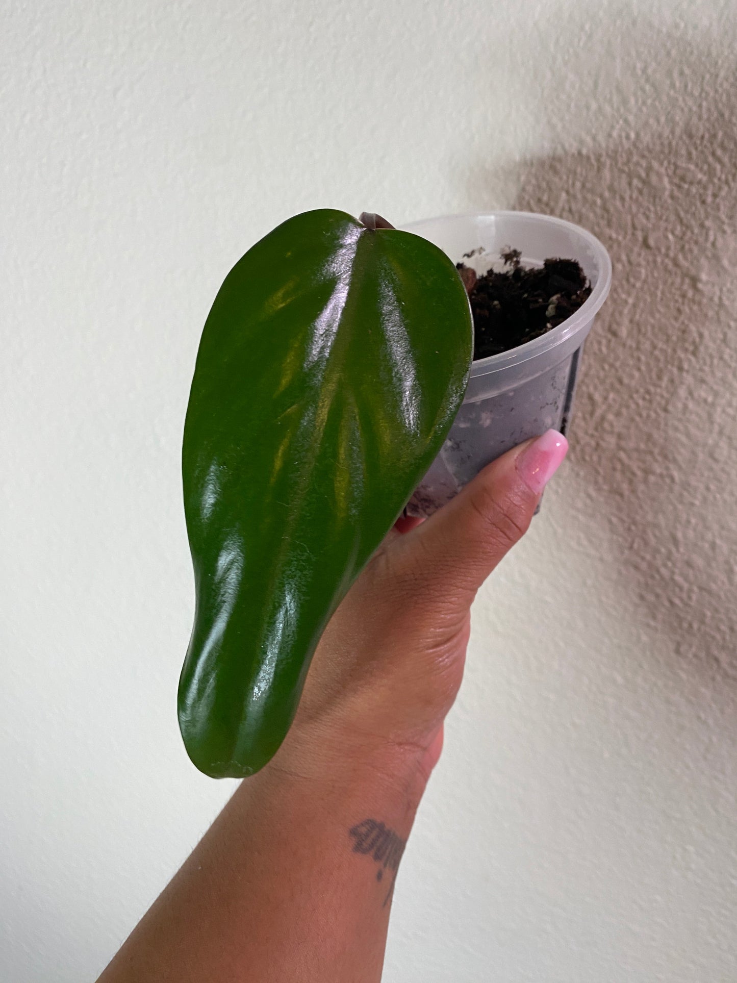 Philodendron erubescens 'Red Emerald' - A