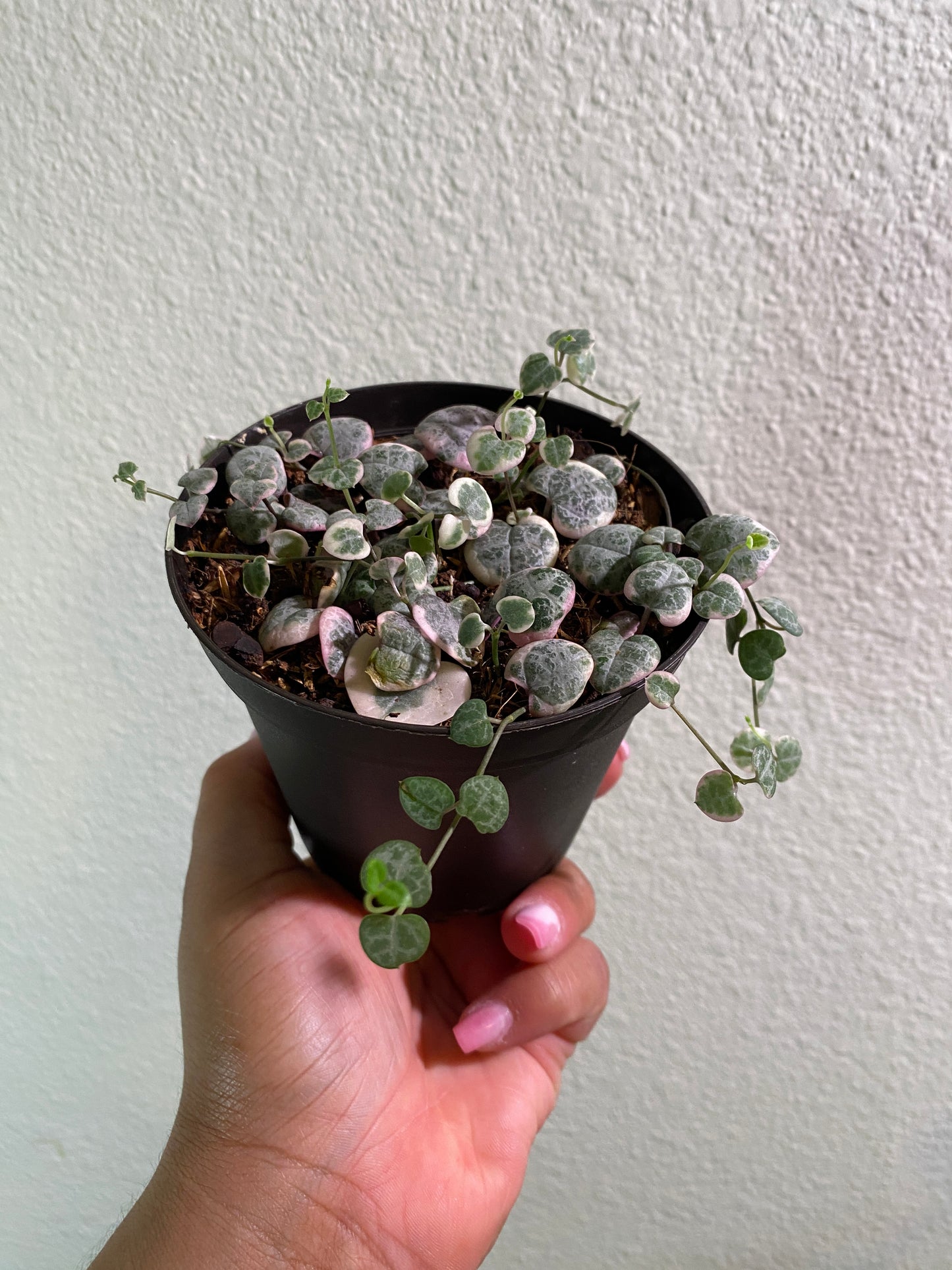 Ceropegia woodii variegata 'Varigated String of Hearts'