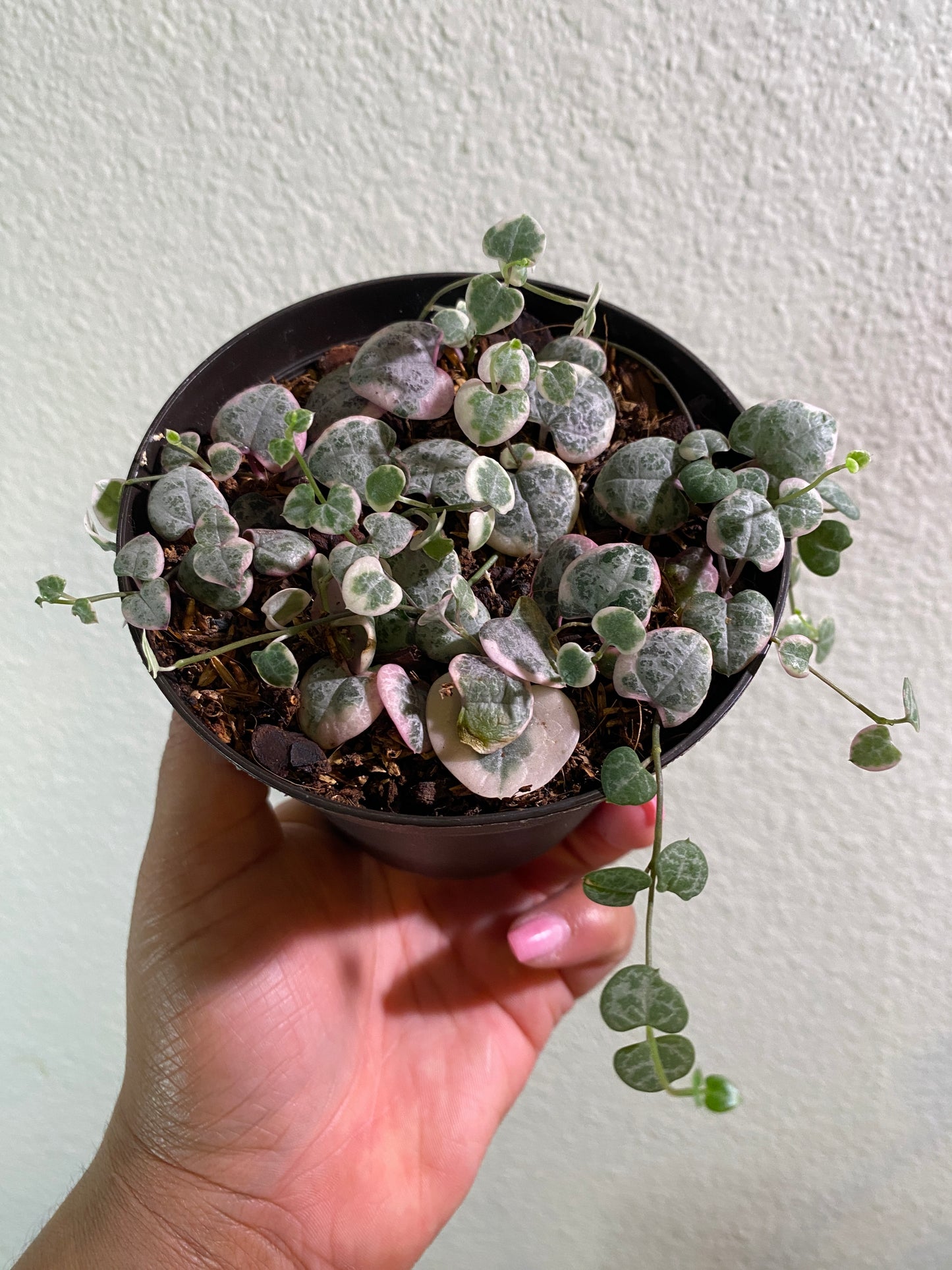 Ceropegia woodii variegata 'Varigated String of Hearts'