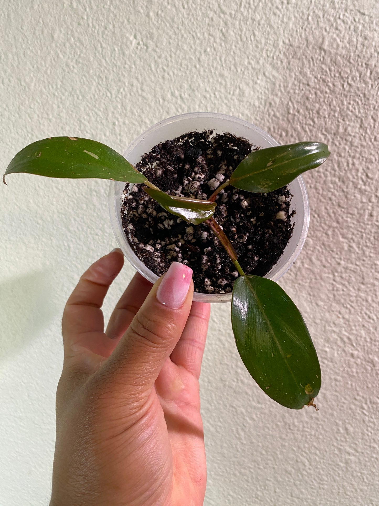 Philodendron erubescens 'Pink Princess' - A