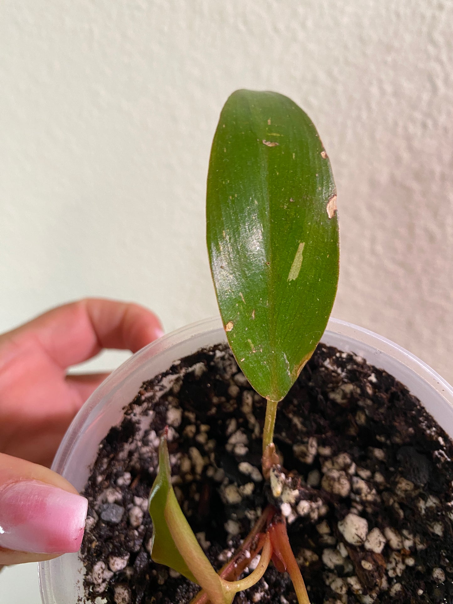 Philodendron erubescens 'Pink Princess' - A