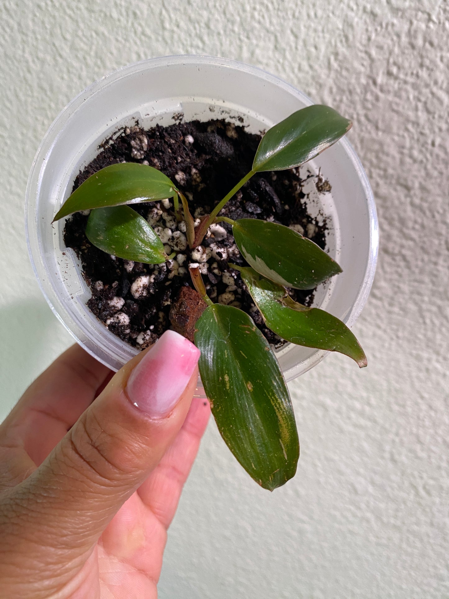 Philodendron erubescens 'Pink Princess' - A