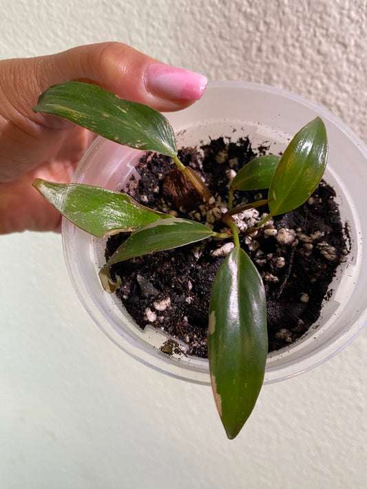 Philodendron erubescens 'Pink Princess' - A