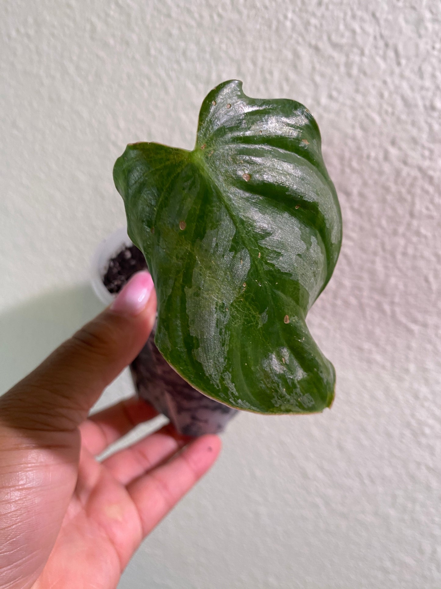 Philodendron Brandtianum - B