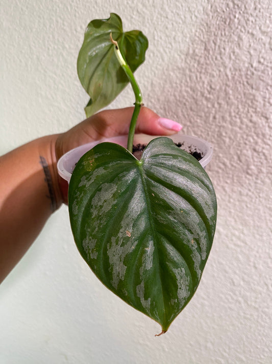 Philodendron Brandtianum - B