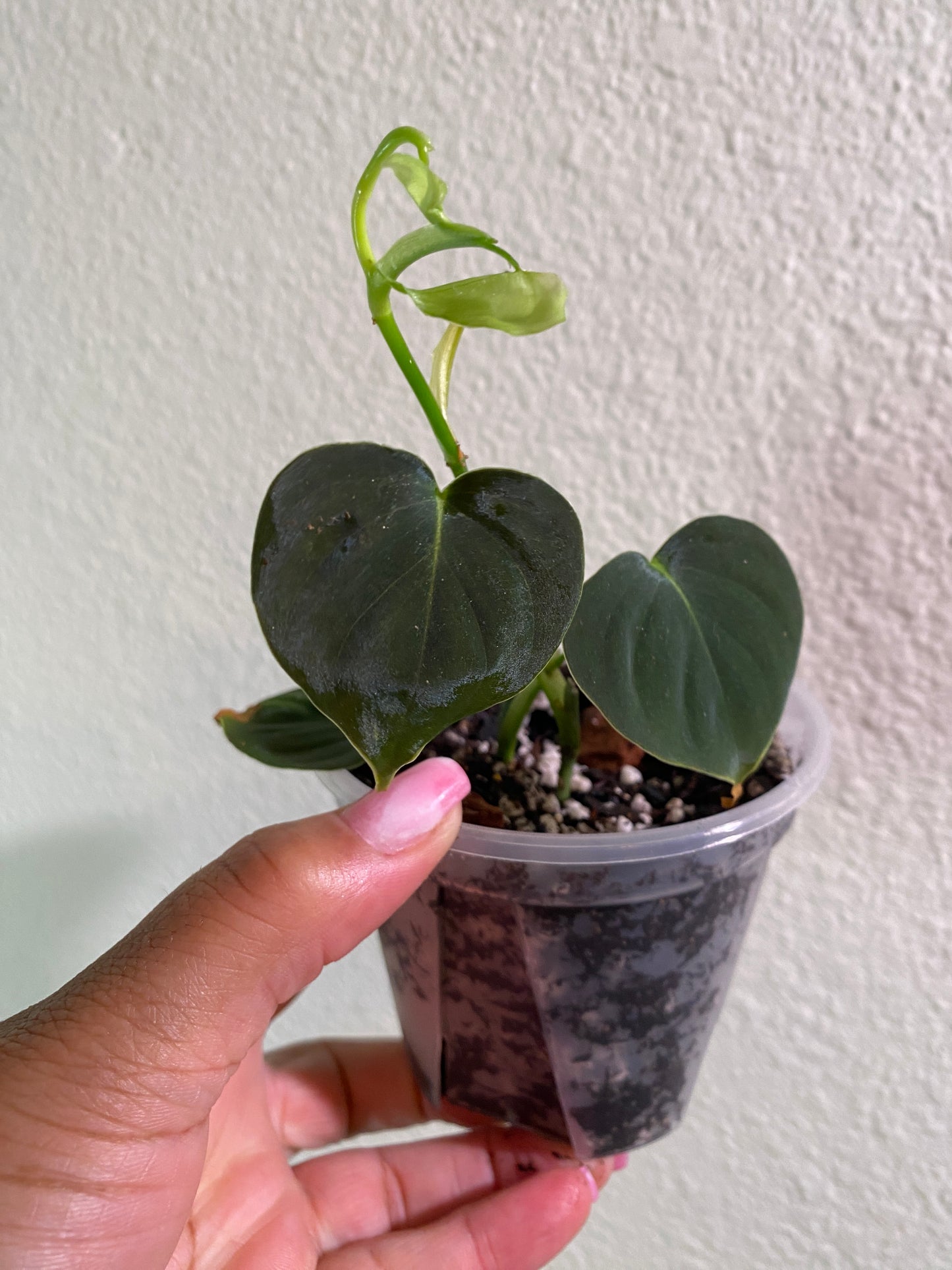 Philodendron vanninii Croat ined 'Lupinum'