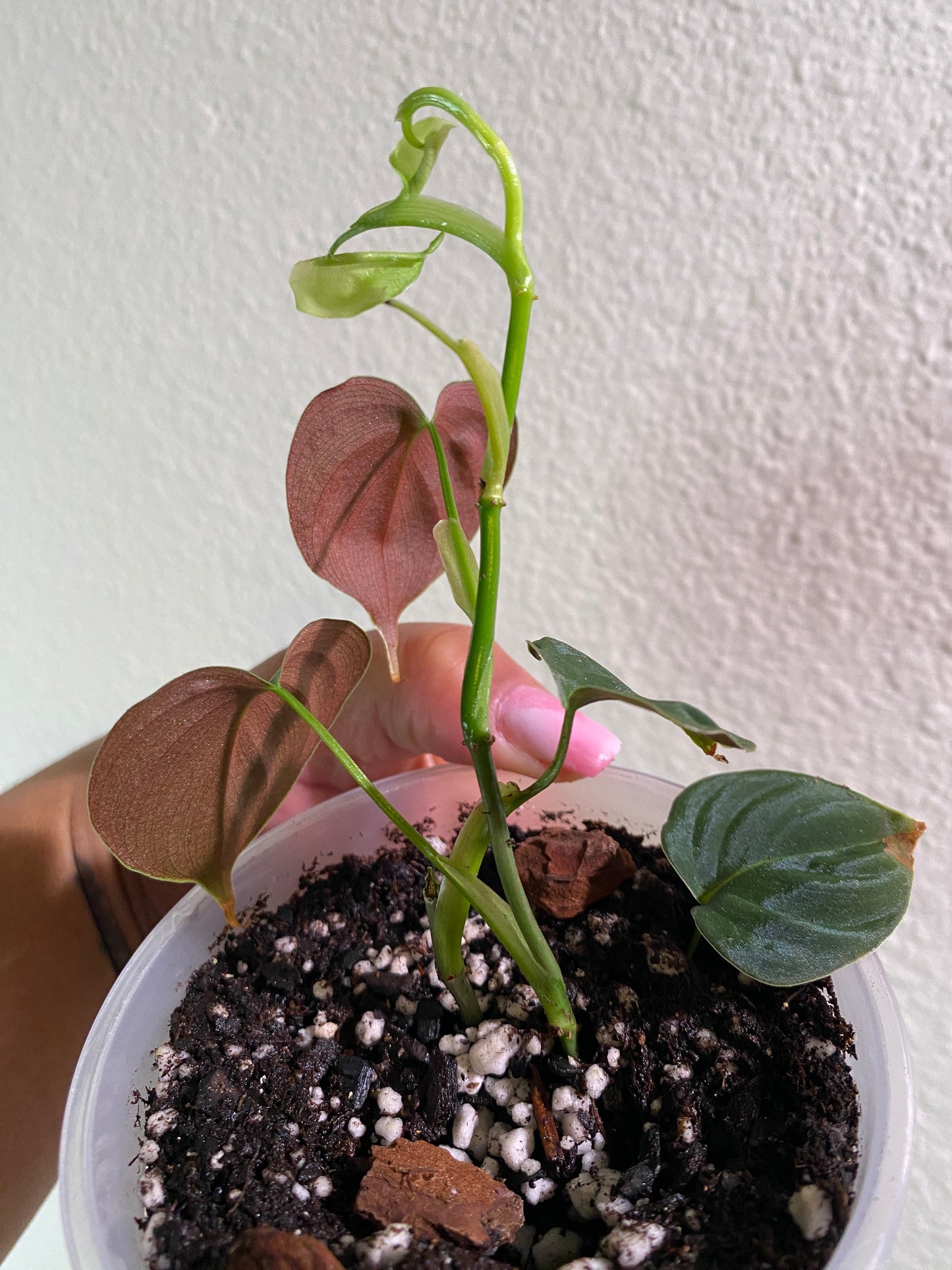 Philodendron vanninii Croat ined 'Lupinum'