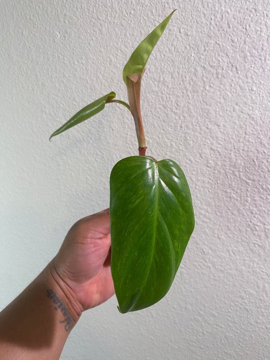 Philodendron erubescens 'Painted Lady' - Cutting