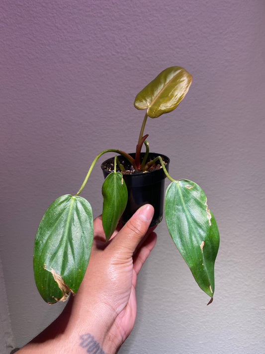 Philodendron Summer Glory (Gloriosum x McColley)