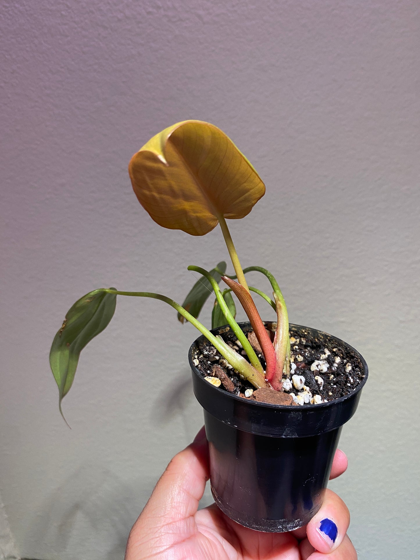 Philodendron Summer Glory (Gloriosum x McColley)