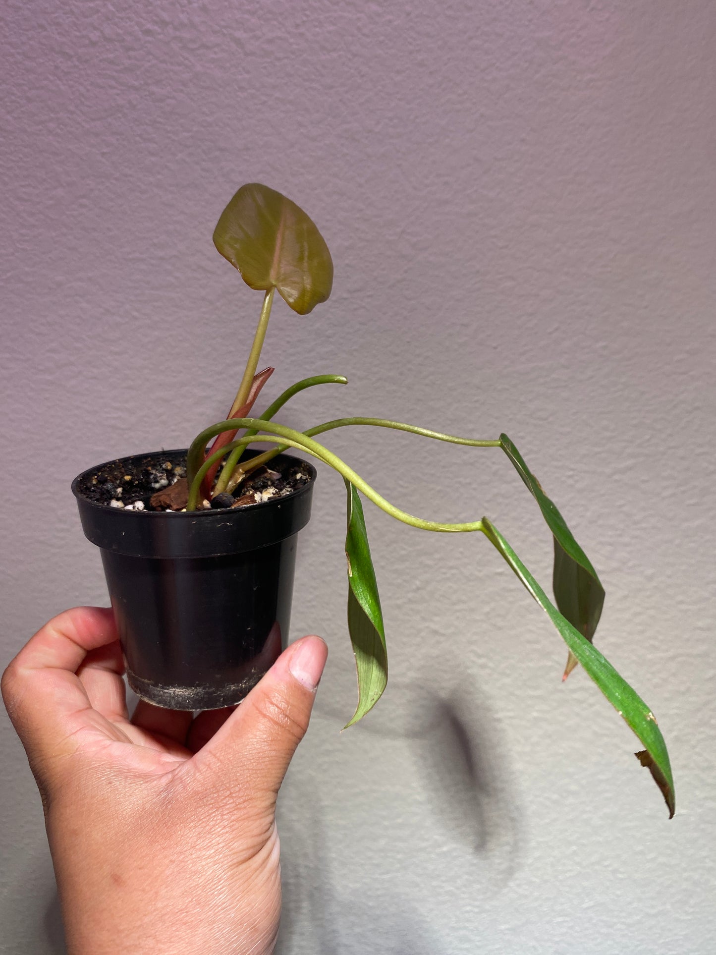 Philodendron Summer Glory (Gloriosum x McColley)