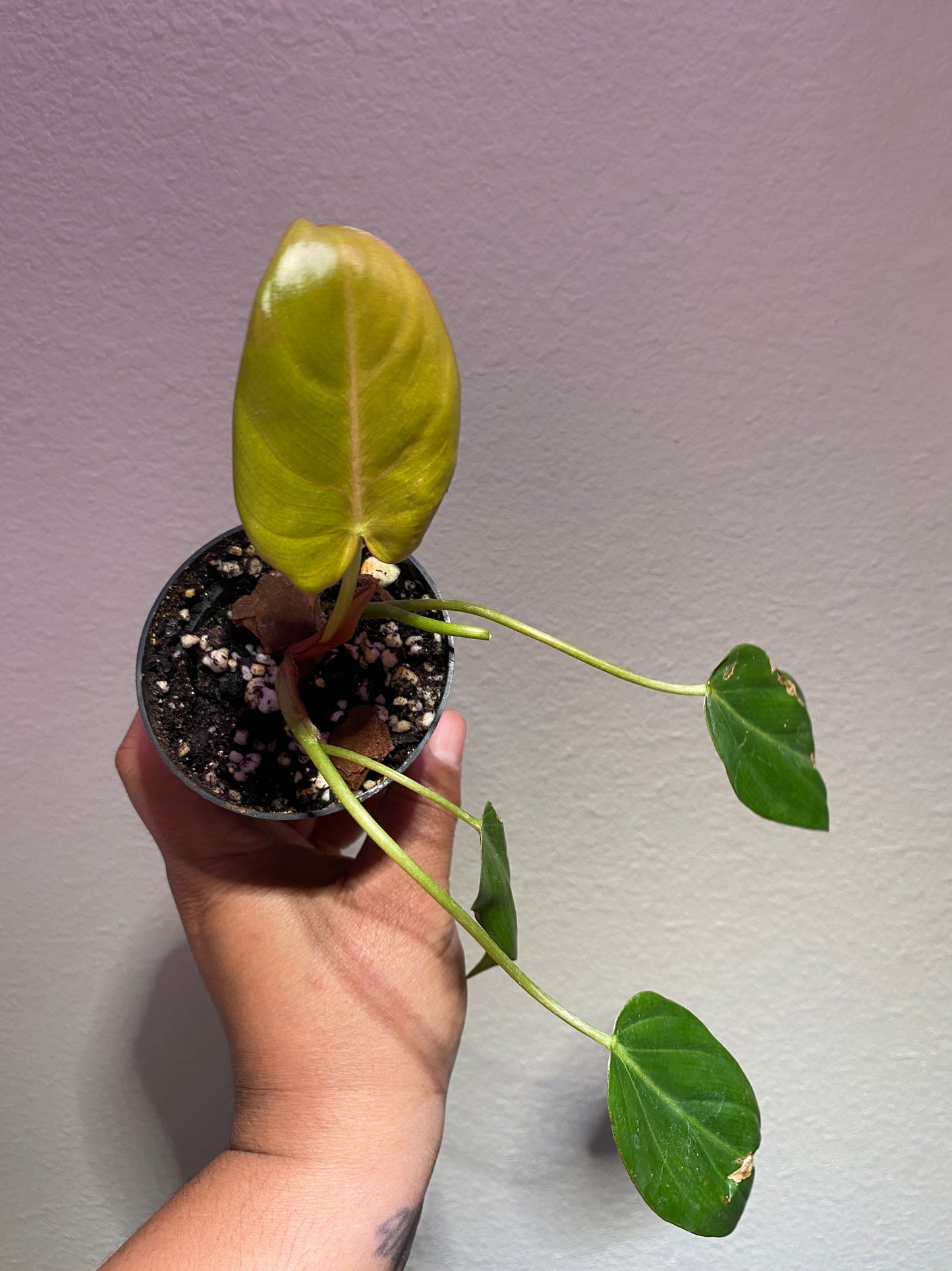 Philodendron Summer Glory (Gloriosum x McColley)